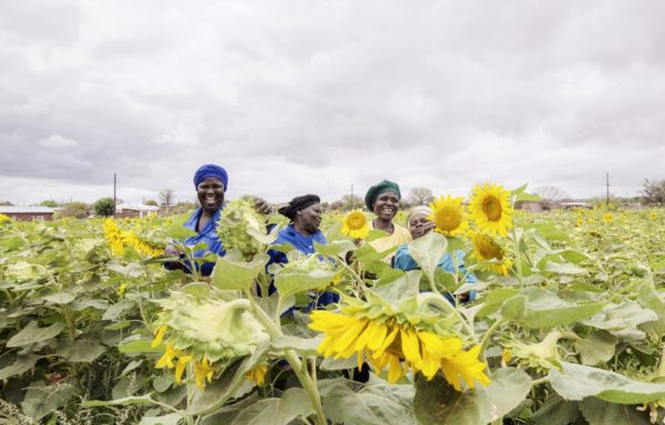 Coltivazione di semi di girasole da parte delle donne del Madimbo Communal Garden sostenuto da Cesvi e Cooperazione Italiana. Foto di Andrea Frazzetta